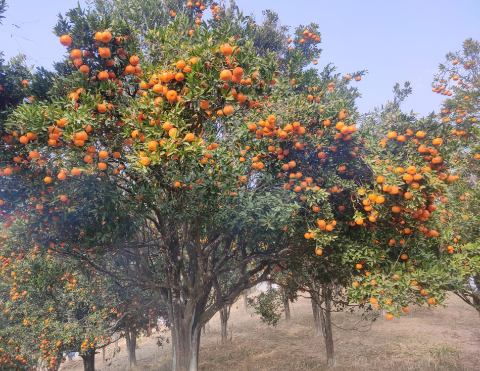 खोटाङबाट रु ३६ करोड बढीको सुन्तला निर्यात   